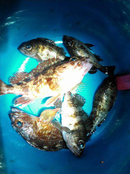 ガルプ！むしえさわーむっていうワームの巻